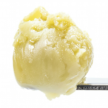 Mimosa x Banana OG - Live Rosin Cold Cure Badder - T2